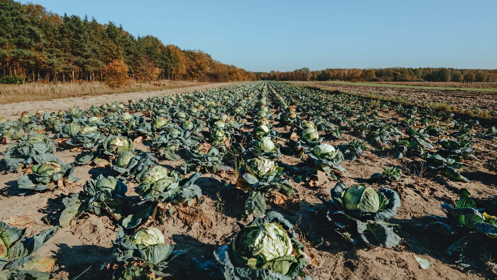 Кочаны поздней капусты на грядке перед уборкой